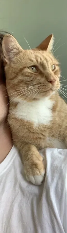 Lost cat in New Hampton, NH, 3256