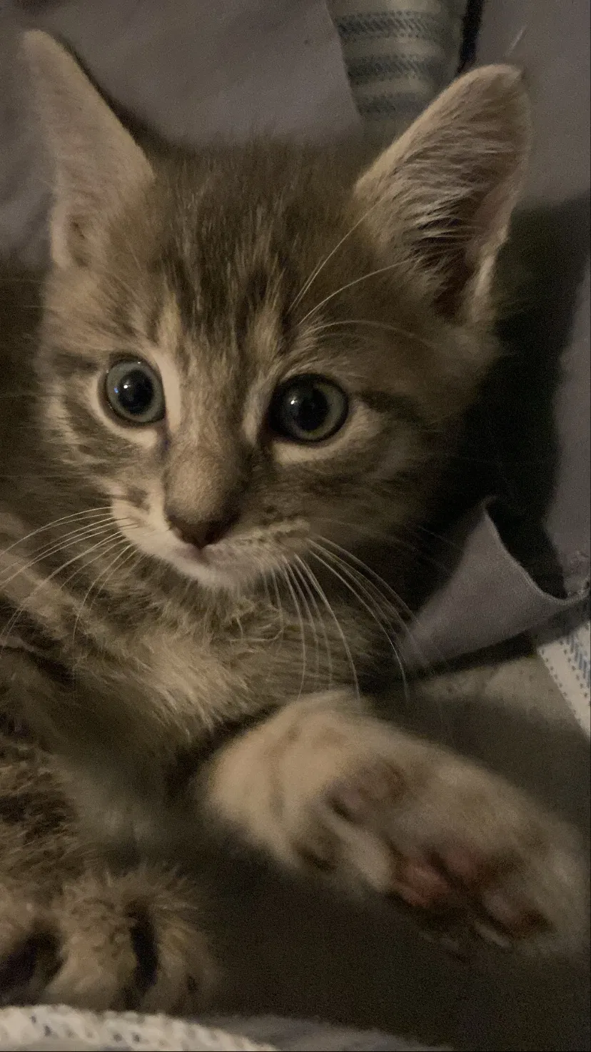 Lost cat in Anaheim, CA, 92805