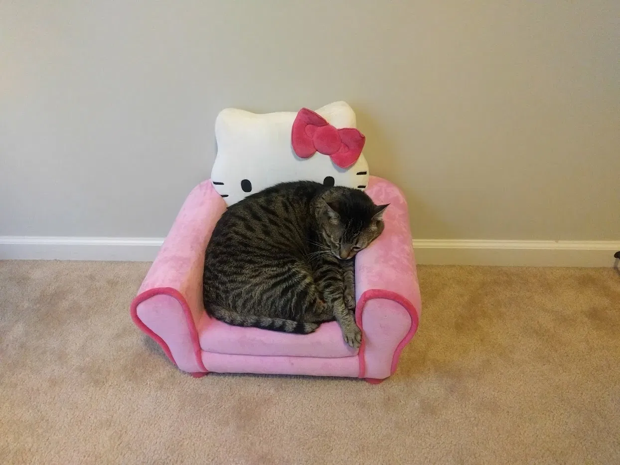 Lost cat in Wentzville, MO, 63385