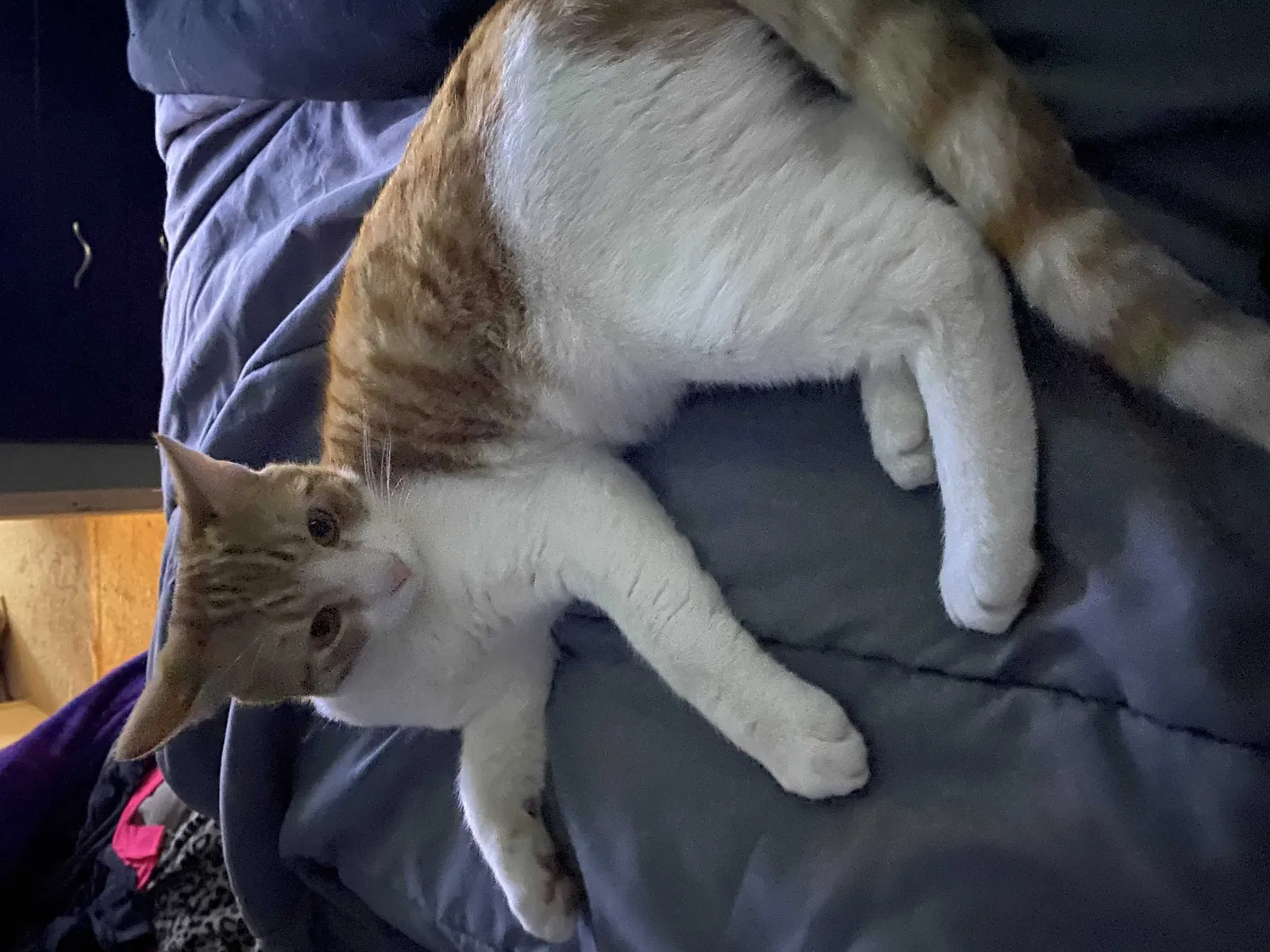 Lost cat in Bakersfield, CA, 93308