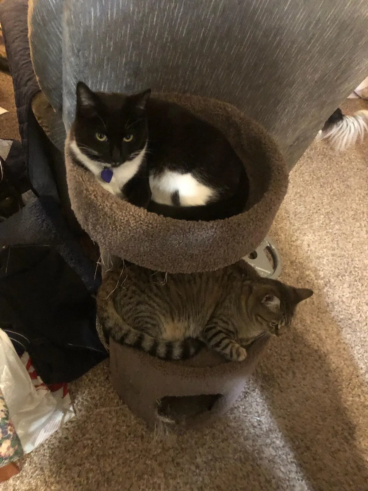 Lost cat in San Lorenzo, CA, 94580