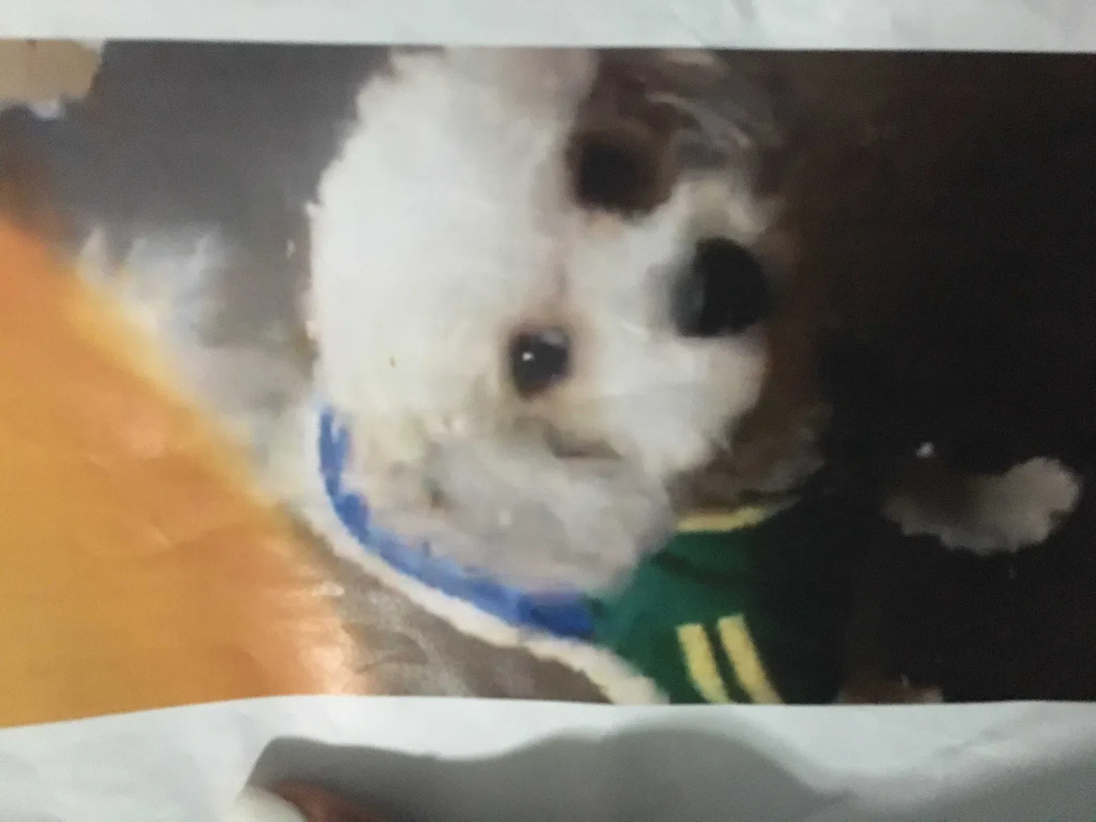 Lost dog in South Wilmington, IL, 60474