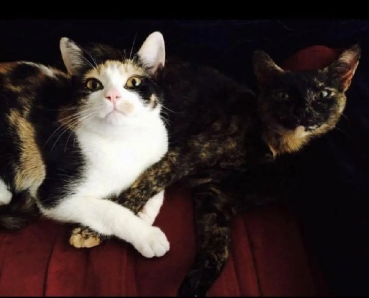 Lost cat in Jamestown, NC, 27282