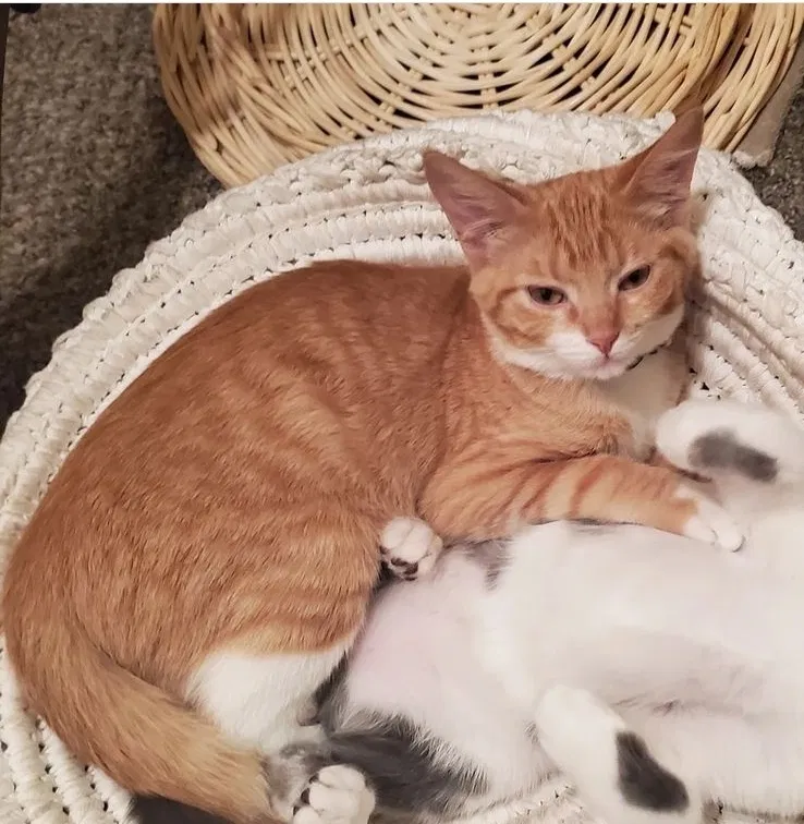 Lost cat in Wichita, KS, 67213