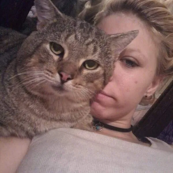 Lost cat in North Fort Myers, FL, 33917