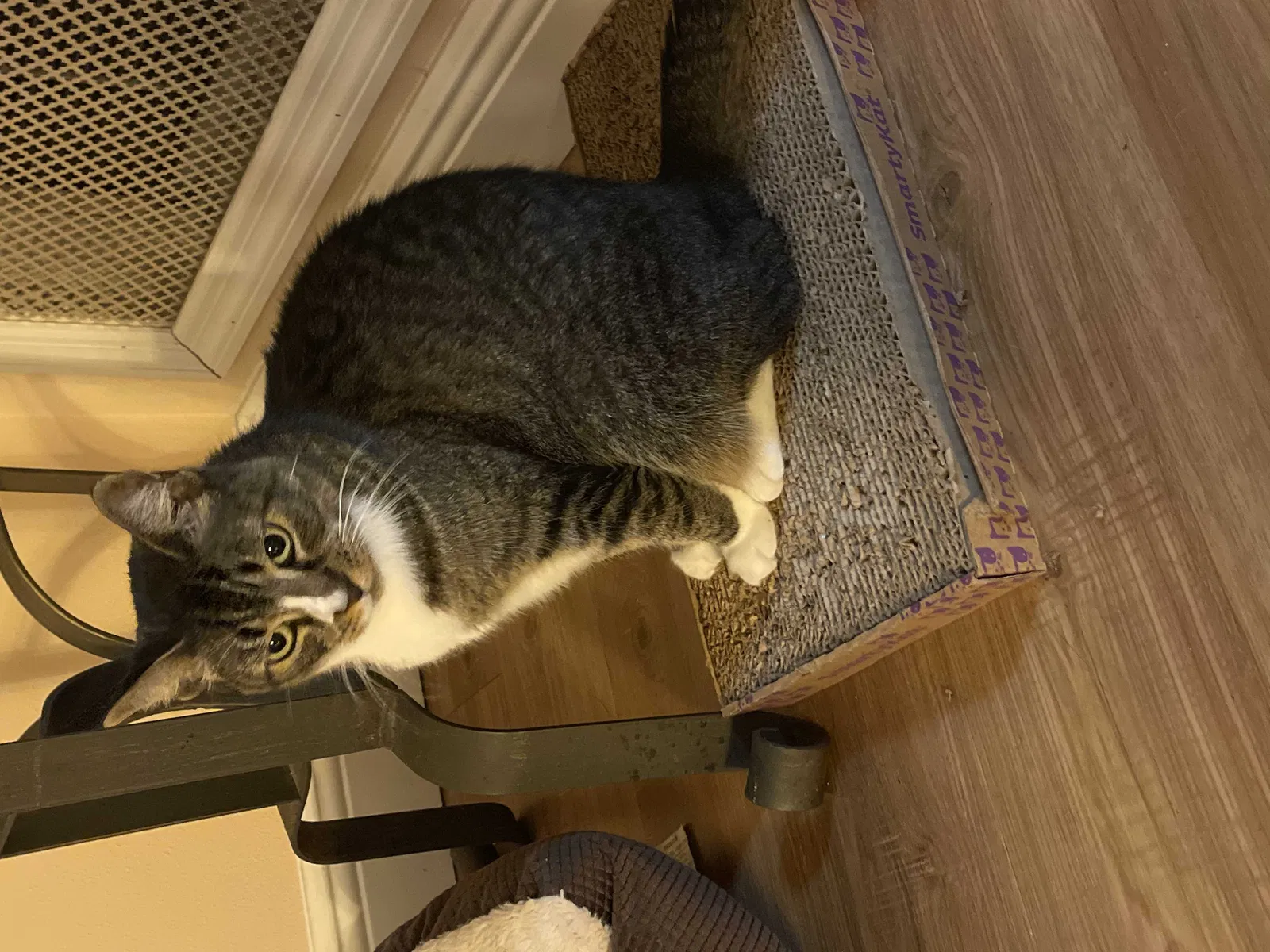 Lost cat in Daytona Beach, FL, 32119