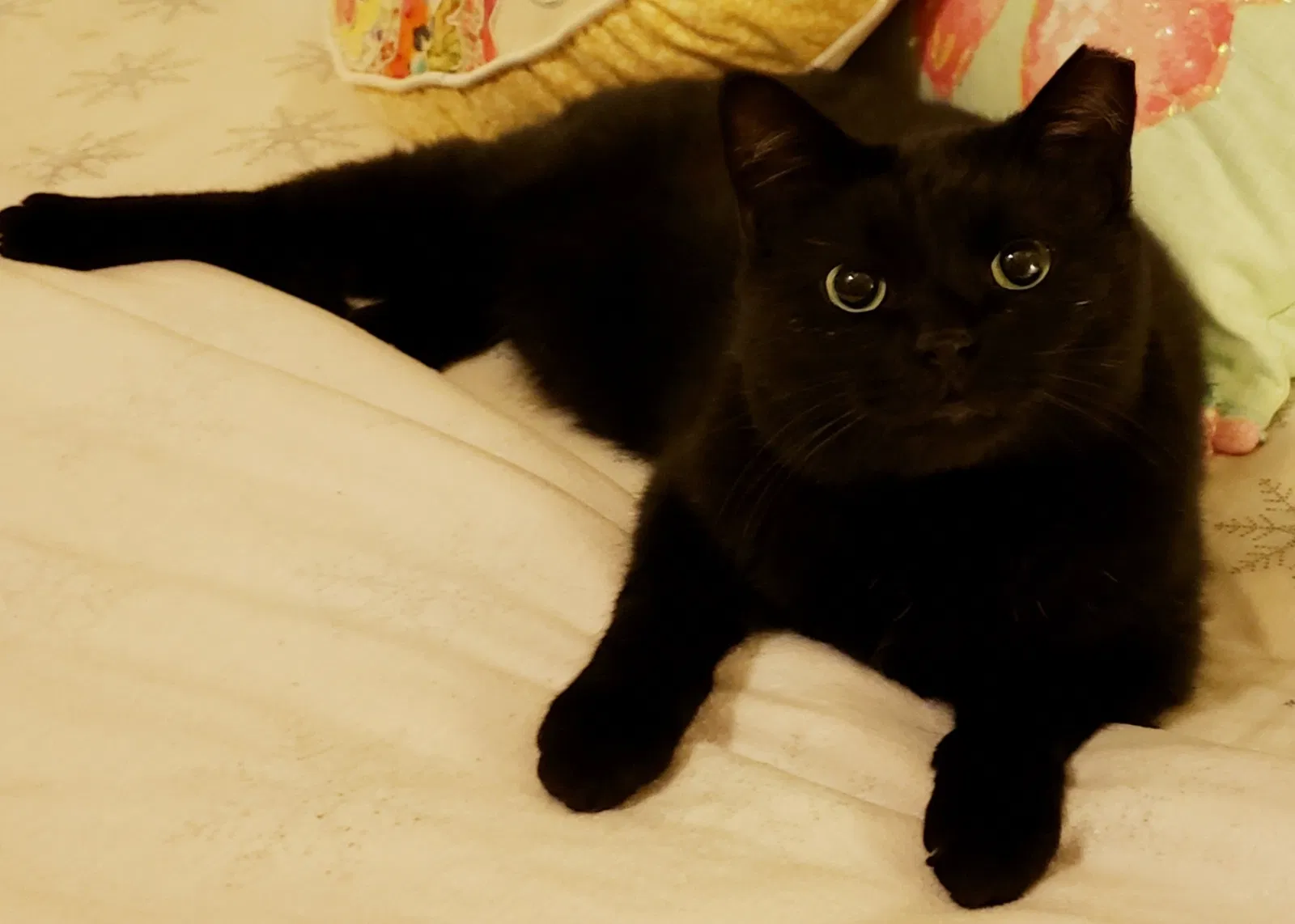 Lost cat in Unknown, UT, 84009