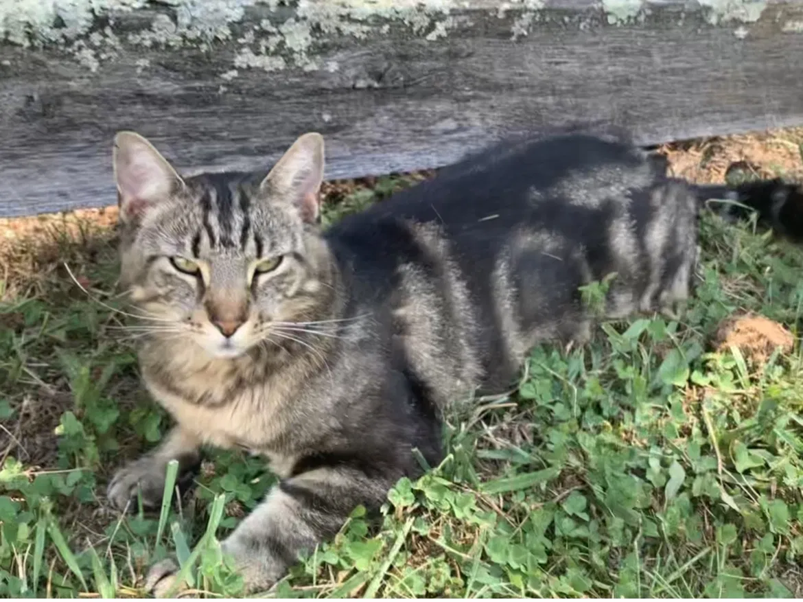 Lost cat in Clinton, TN, 37716