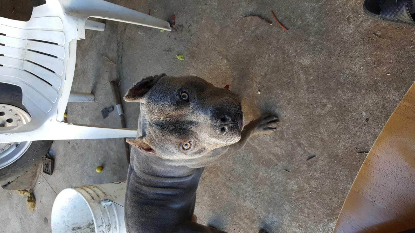 Lost dog in Los Angeles, CA, 90044