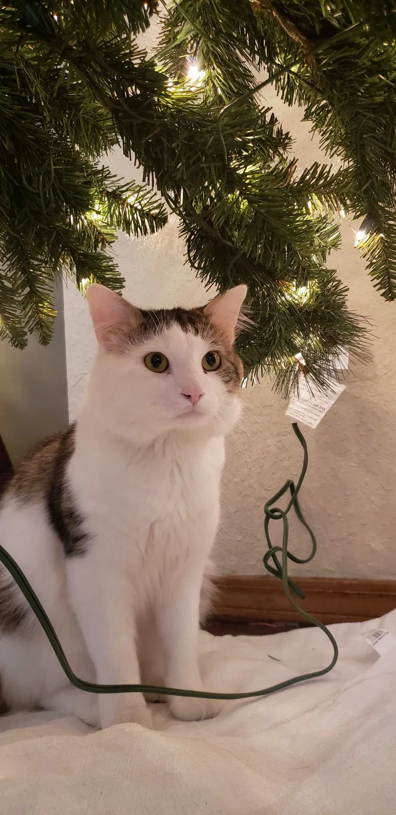 Lost cat in Oklahoma City, OK, 73160