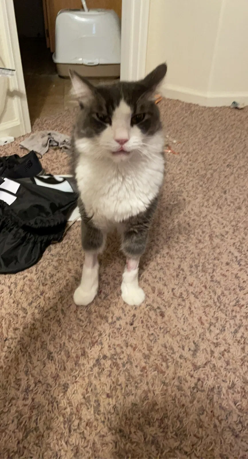 Lost cat in Bakersfield, CA, 93314