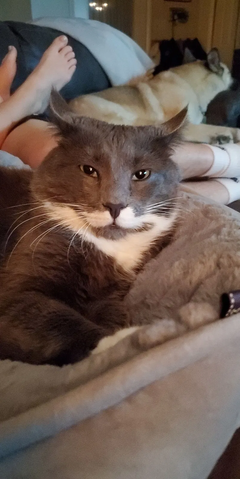 Lost cat in Rockledge, FL, 32955