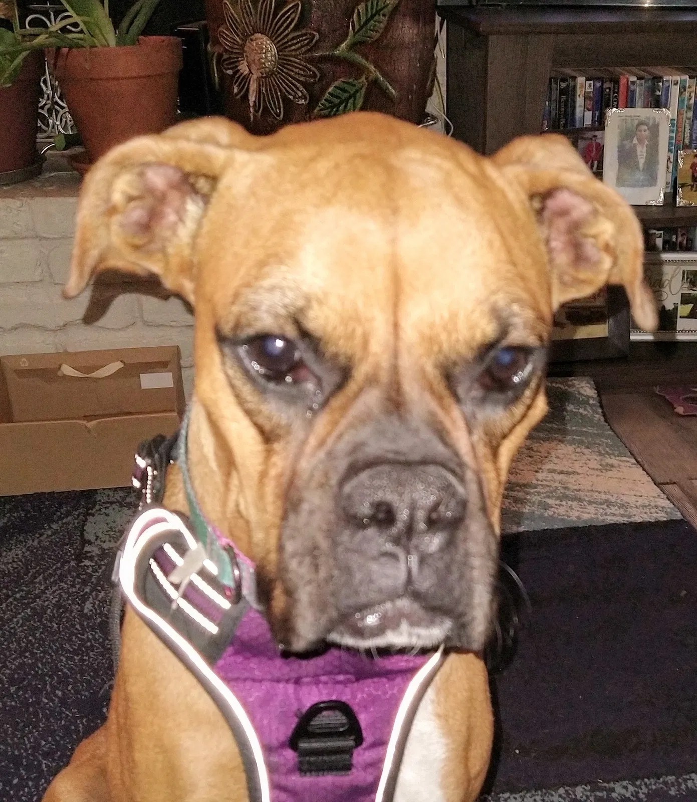 Lost dog in Fort Worth, TX, 76132