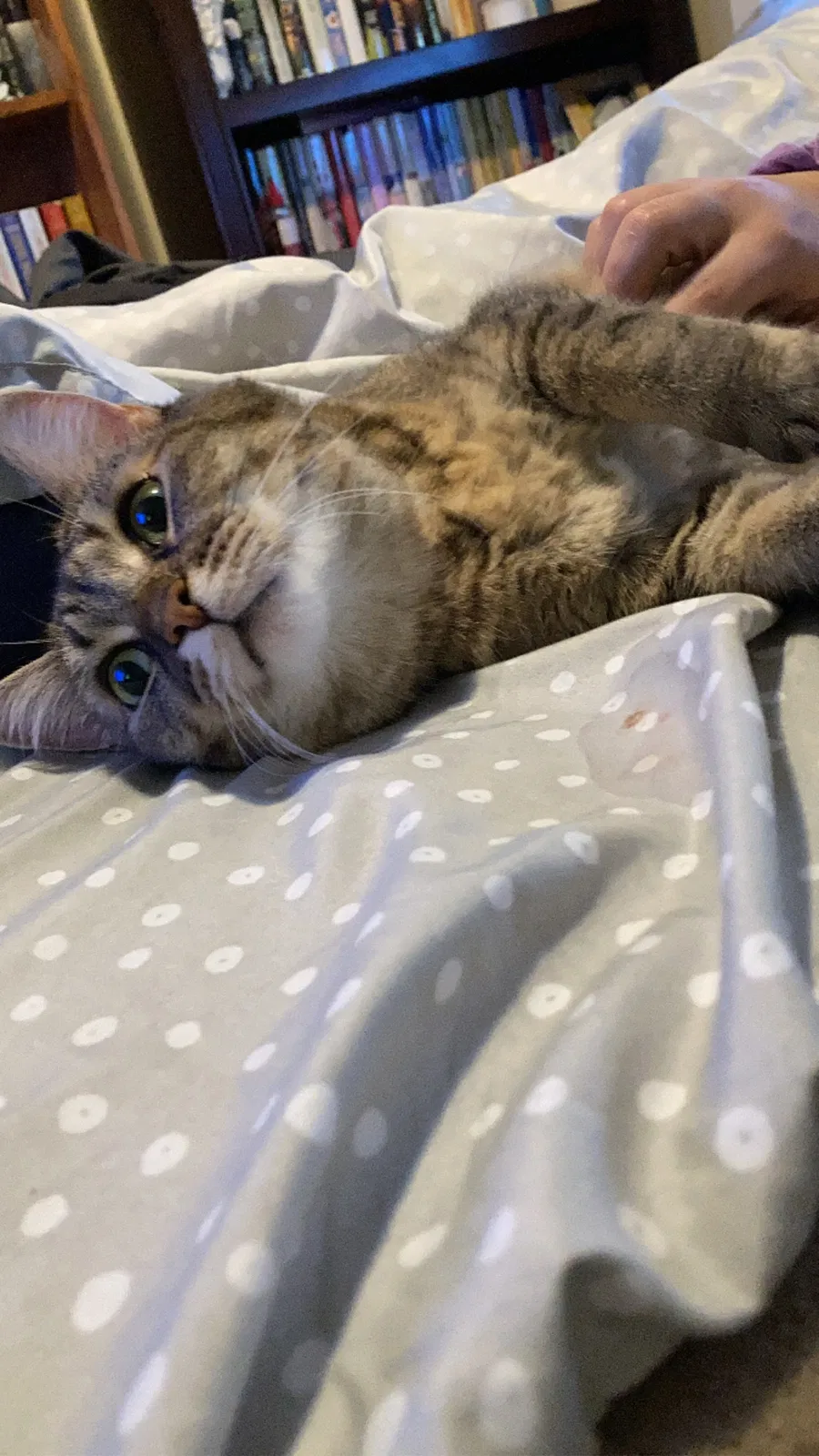 Lost cat in Clarksville, TN, 37042