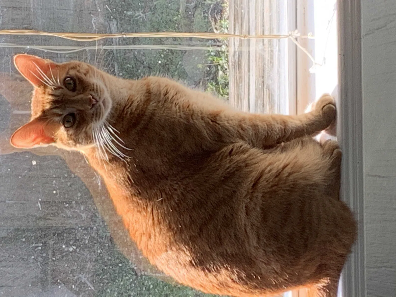 Lost cat in Spring, TX, 77382
