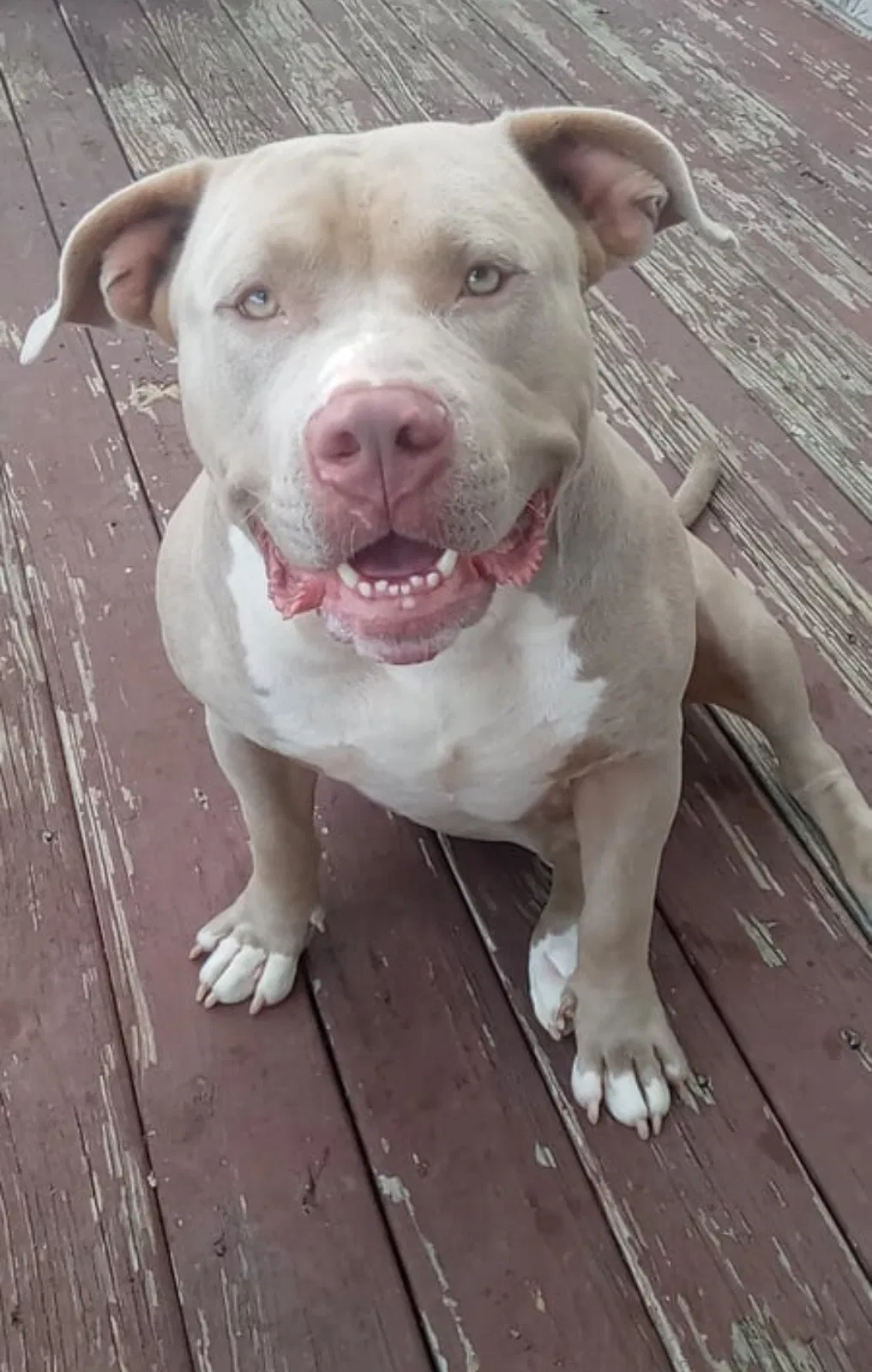 Lost dog in Antioch, TN, 37013