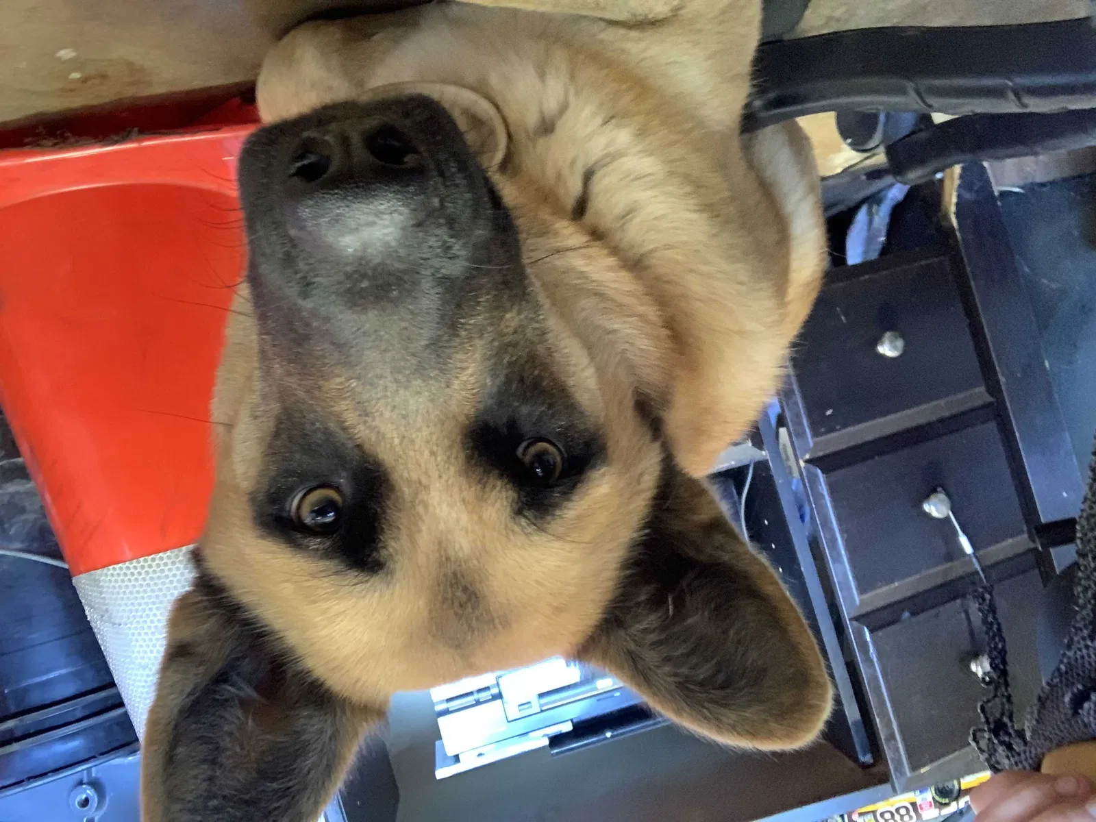 Lost dog in Stockton, CA, 95215