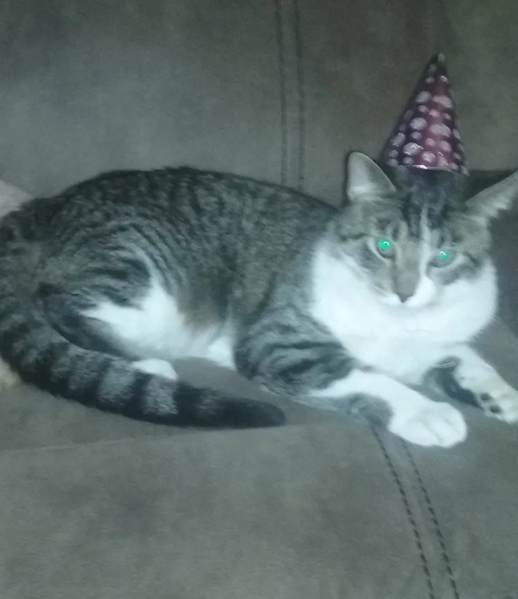 Lost cat in Saint Paul, MN, 55112