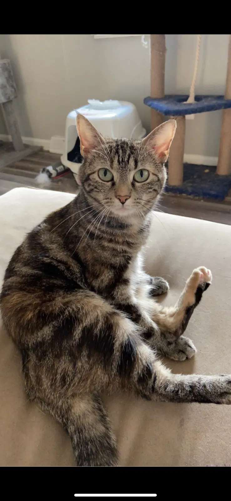 Lost cat in Lexington, KY, 40515