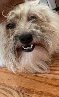 Lost dog in Manassas, VA, 20111