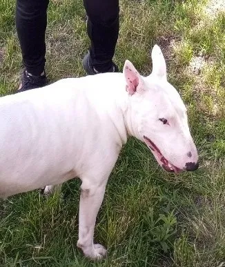 Lost dog in Lincoln, CA, 95648
