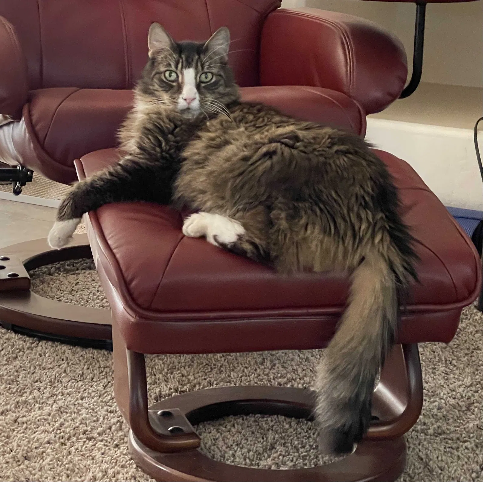 Lost cat in Maricopa, AZ, 85138