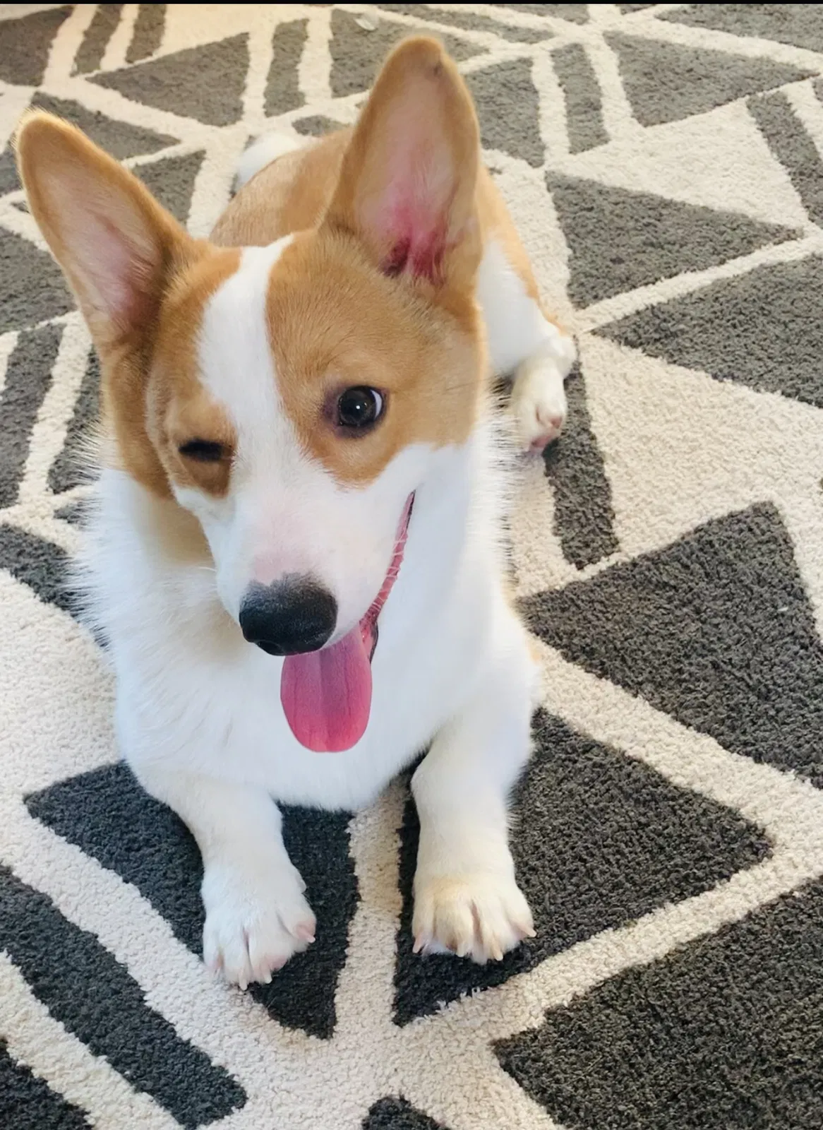 Lost dog in Rowland Heights, CA, 91748