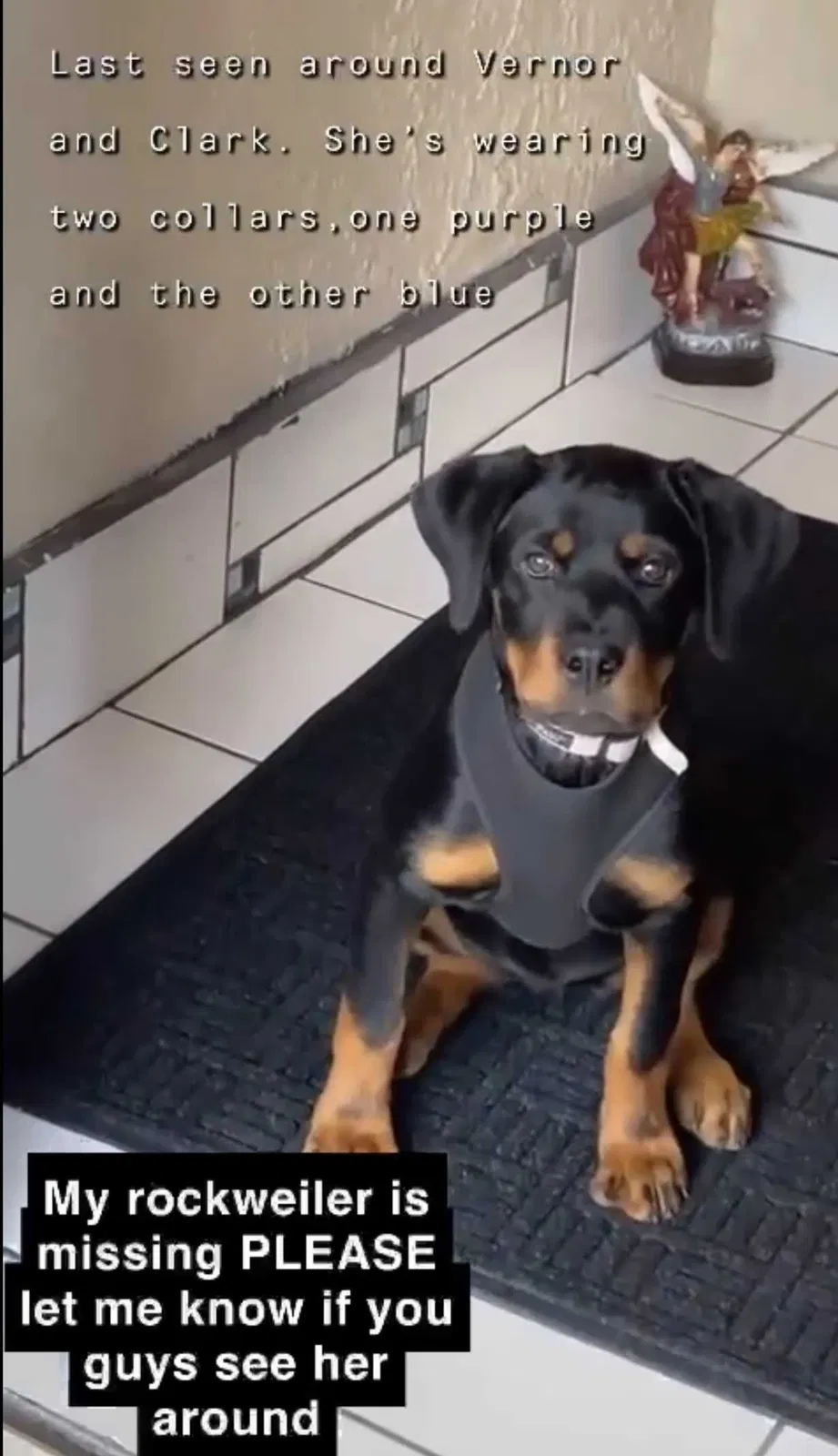 Lost dog in Detroit, MI, 48209