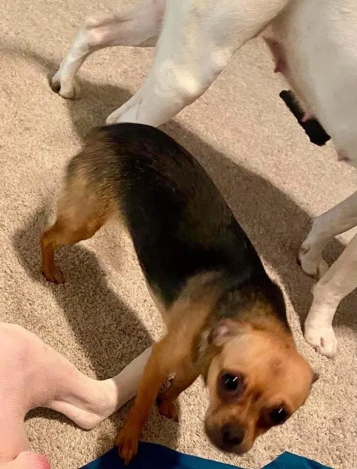 Lost dog in Saginaw, MI, 48602