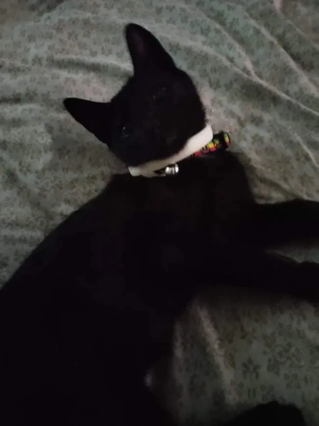 Lost cat in Jacksonville, FL, 32205