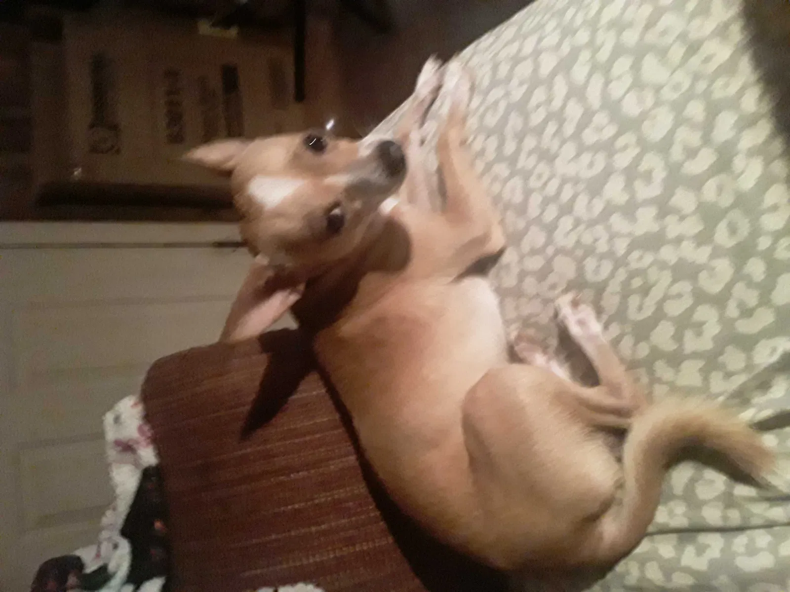 Lost dog in Taylorsville, NC, 28681