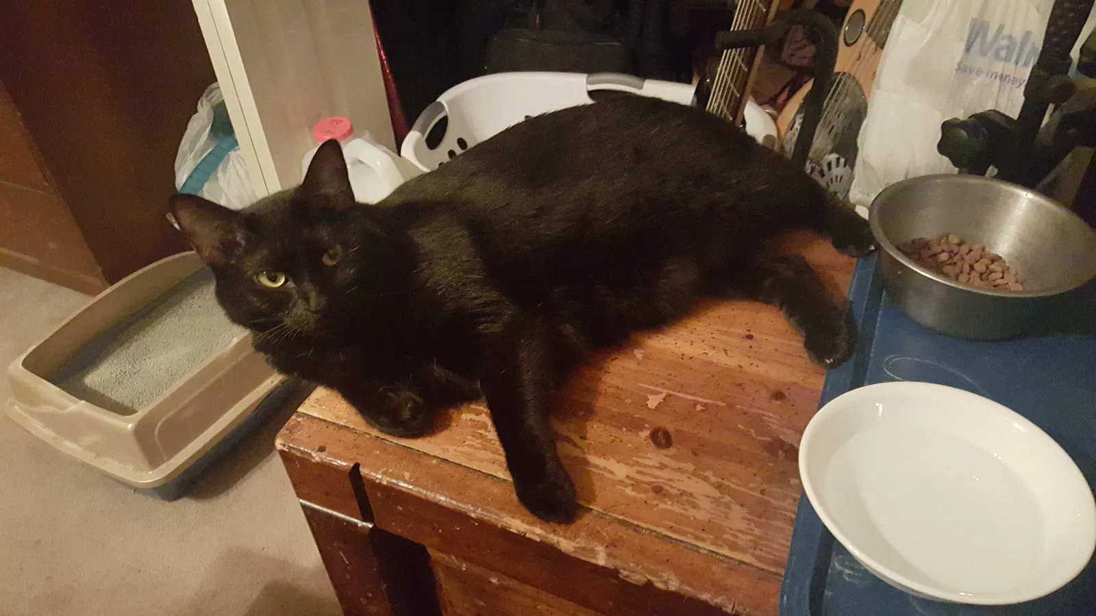 Lost cat in Garland, TX, 75044