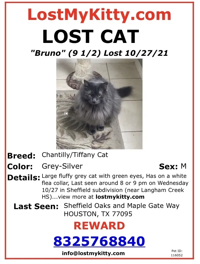 Lost cat in Houston, TX, 77095