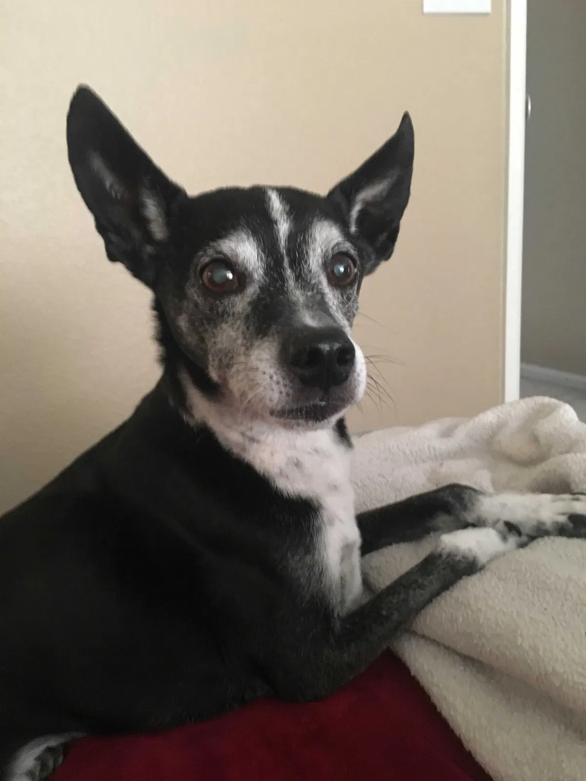 Lost dog in Brighton, CO, 80601