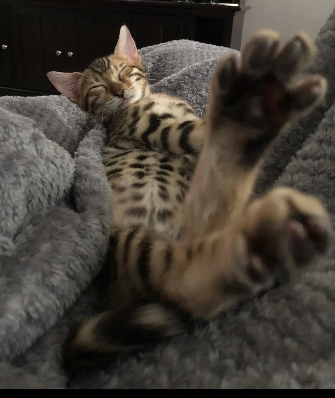 Lost cat in New Albany, OH, 43054