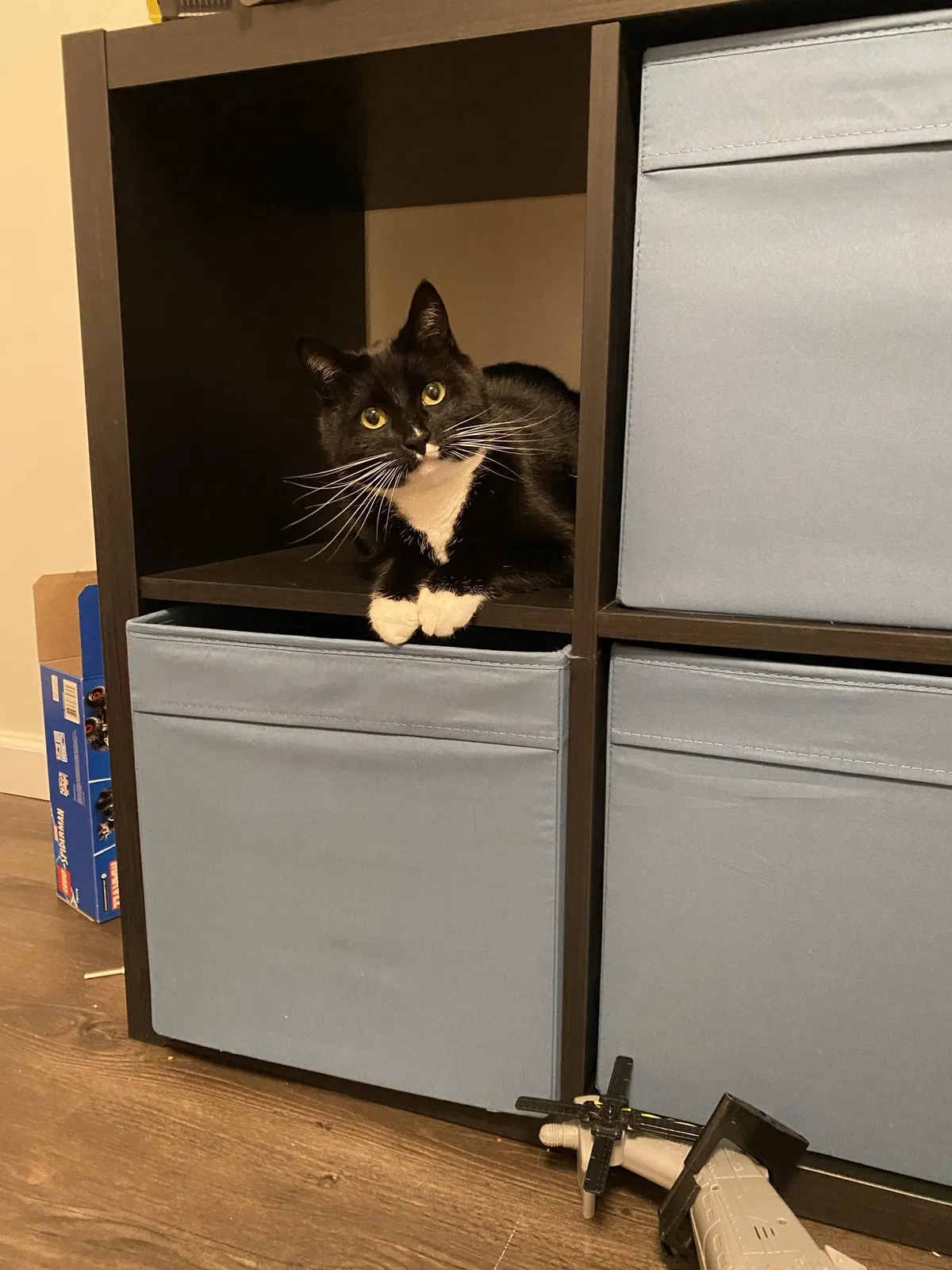 Lost cat in Tacoma, WA, 98444