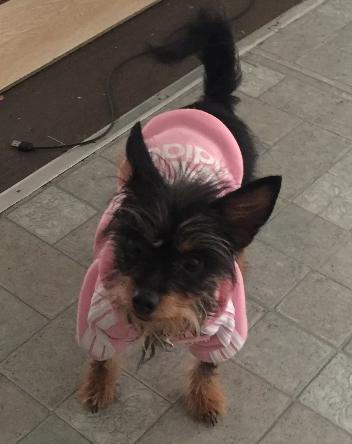 Lost dog in Baltimore, MD, 21218