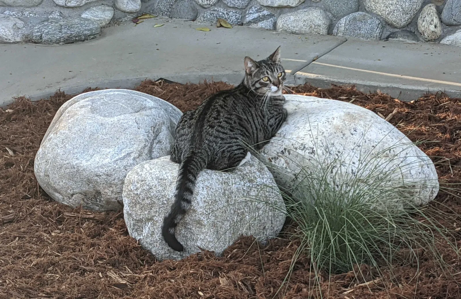 Lost cat in Duarte, CA, 91010