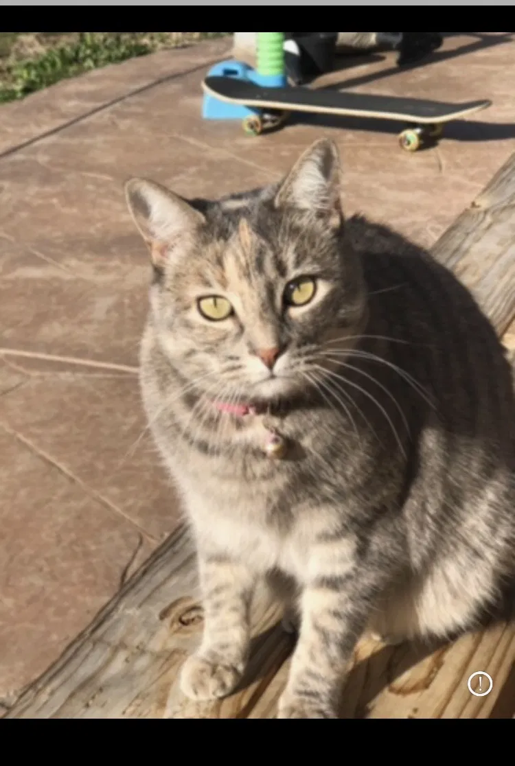 Lost cat in Pittsburg, CA, 94565