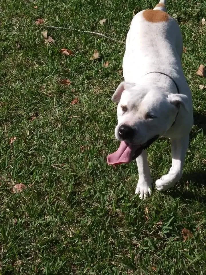 Lost dog in Miami, FL, 33175