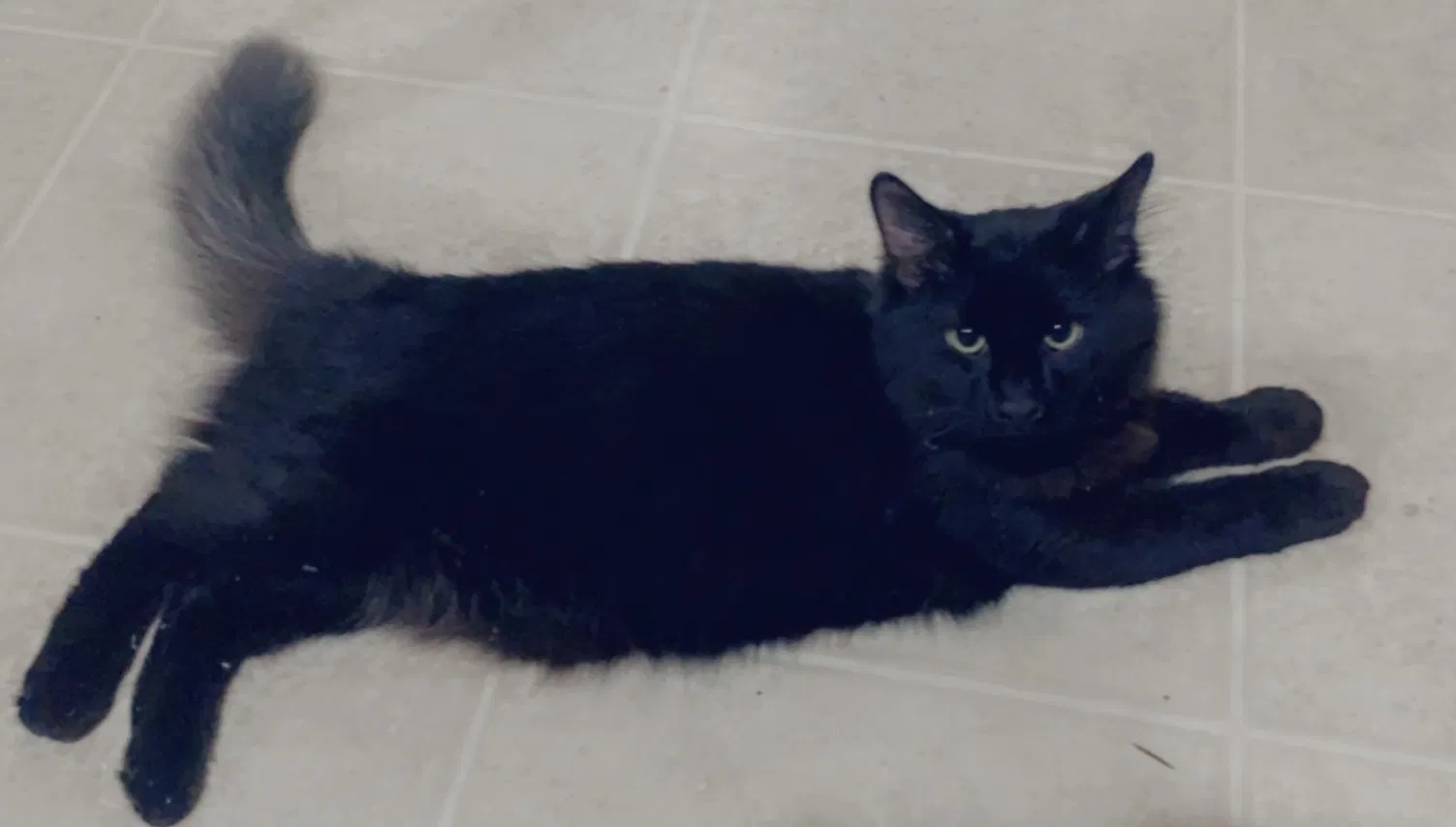 Lost cat in San Antonio, TX, 78261