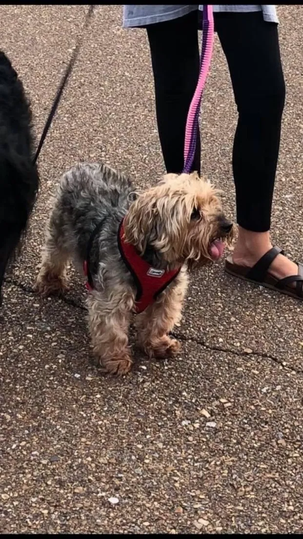 Lost dog in Olive Branch, MS, 38654