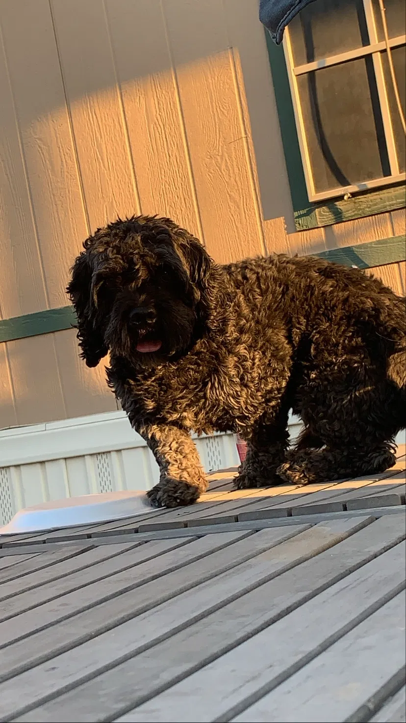 Lost dog in Las Vegas, NV, 89156