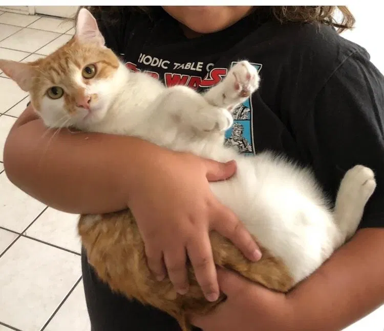 Lost cat in Woodland Hills, CA, 91367