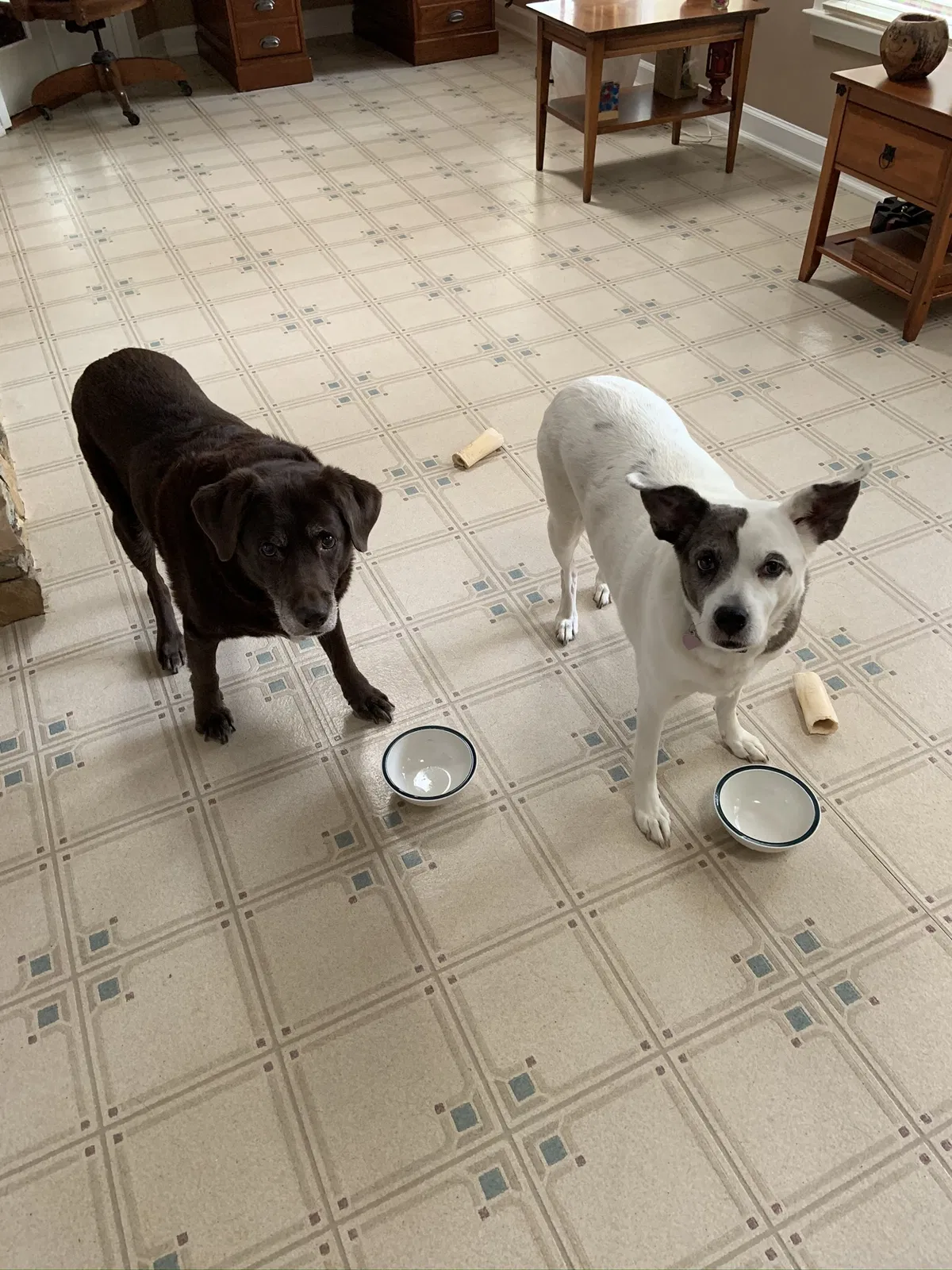 Lost dog in Cumming, GA, 30041