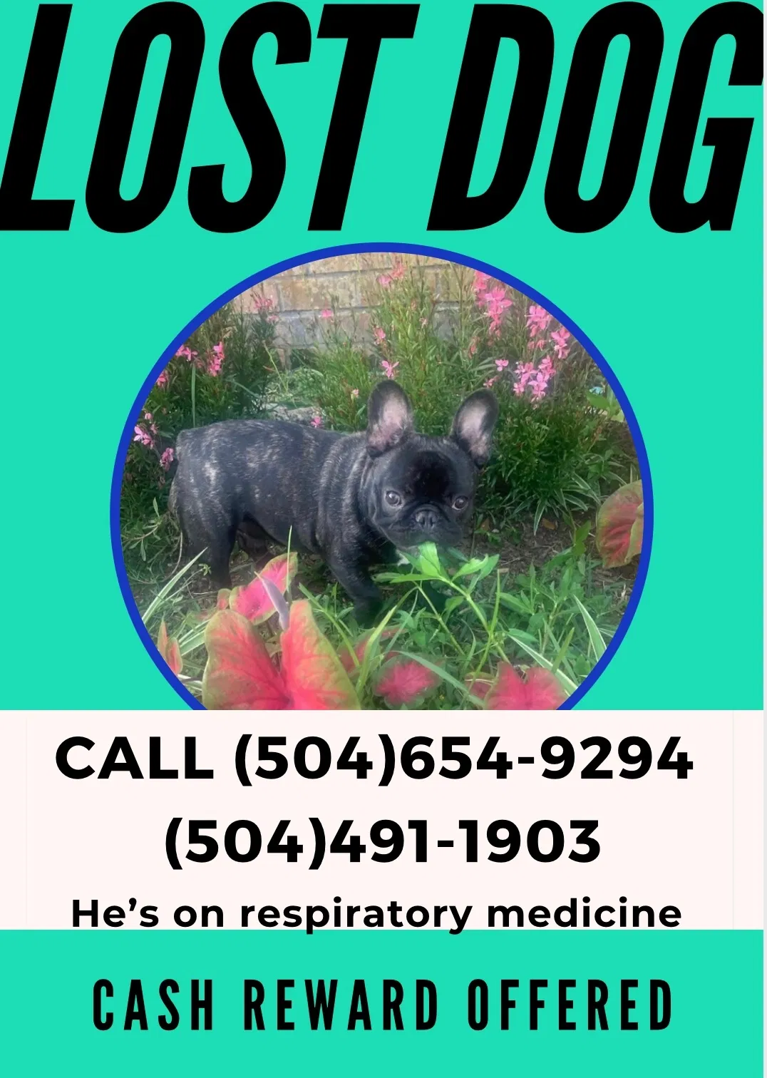 Lost dog in Gretna, LA, 70056