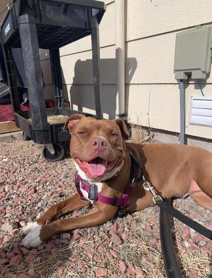 Lost dog in Colorado Springs, CO, 80916