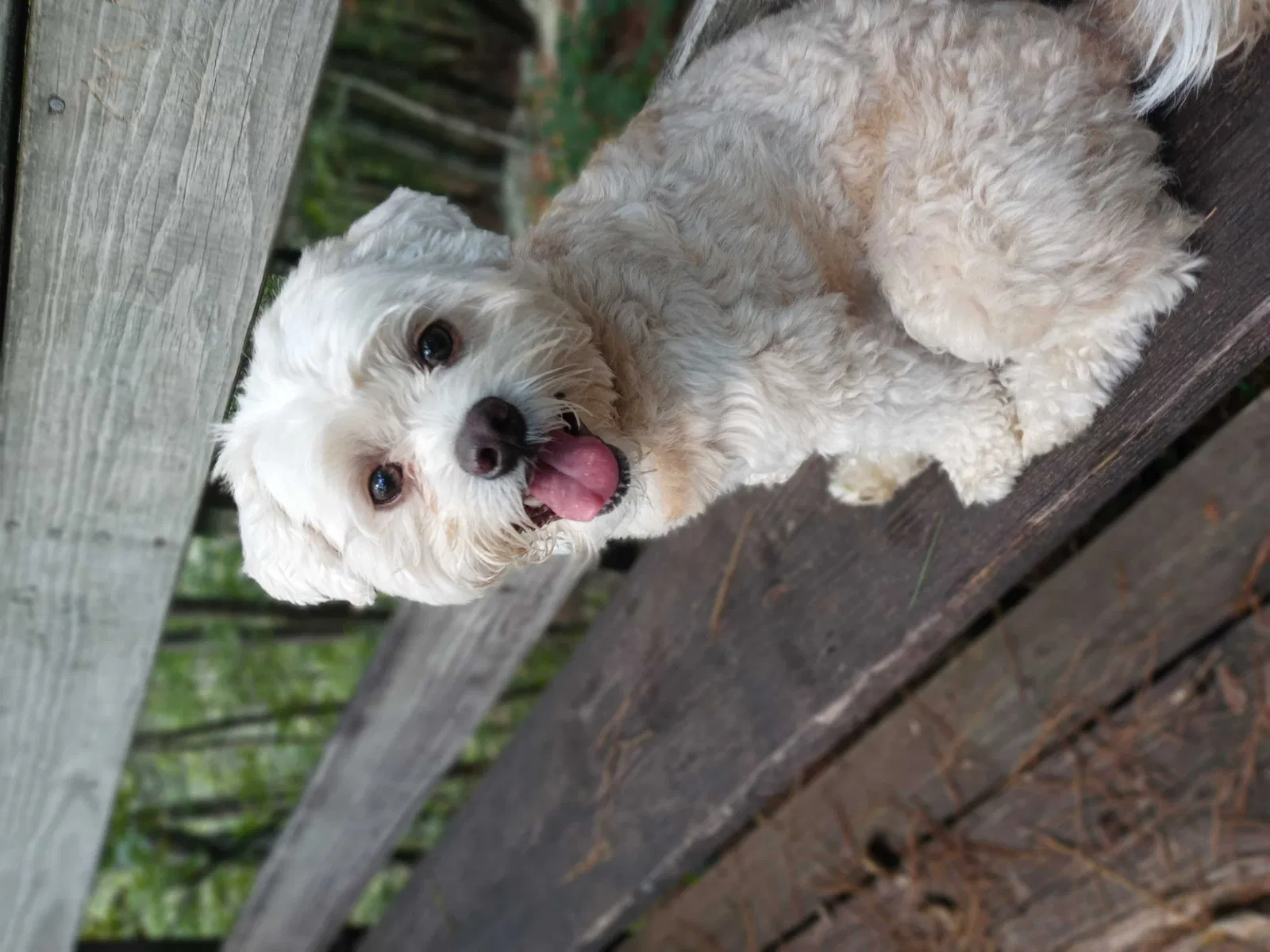 Lost dog in Cartersville, GA, 30121