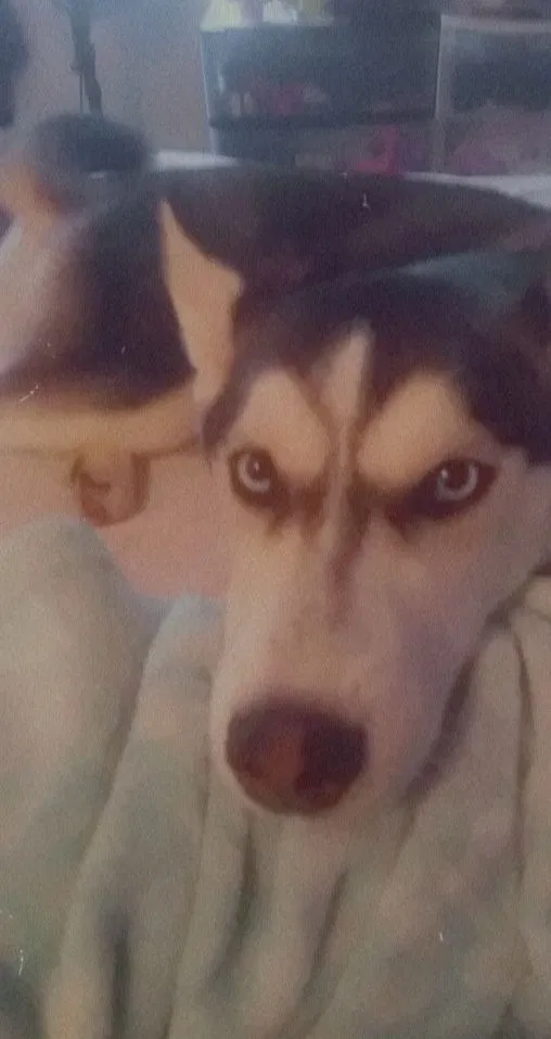 Lost dog in Chicopee, MA, 1020