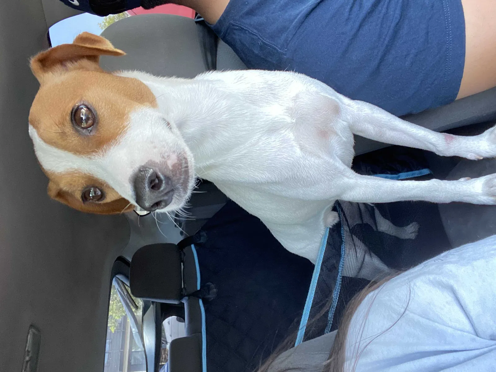 Lost dog in Victorville, CA, 92394